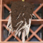 An abundance of cannabis roots, growing from a peat based plant start cube.