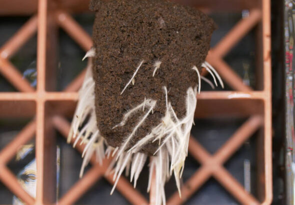 An abundance of cannabis roots, growing from a peat based plant start cube.