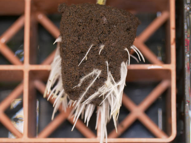 An abundance of cannabis roots, growing from a peat based plant start cube.