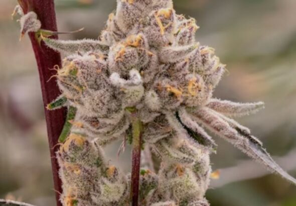 reddit/r/cannabiscultivation