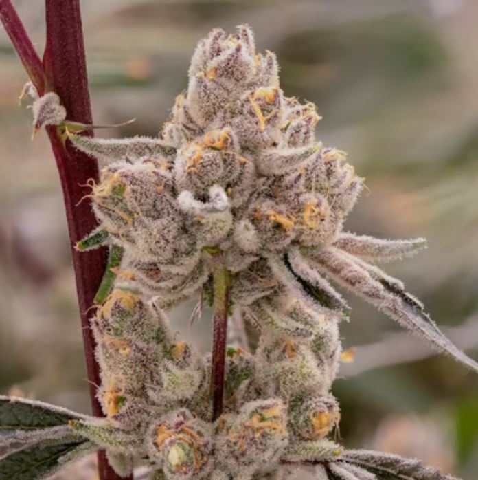 reddit/r/cannabiscultivation